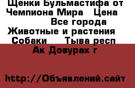 Щенки Бульмастифа от Чемпиона Мира › Цена ­ 1 000 - Все города Животные и растения » Собаки   . Тыва респ.,Ак-Довурак г.